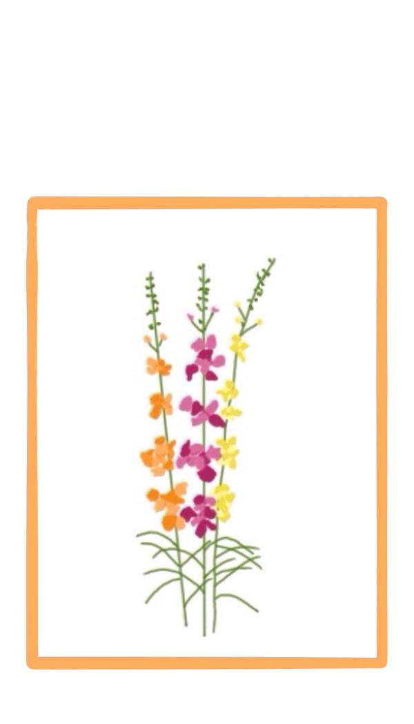 Snapdragon gift tag