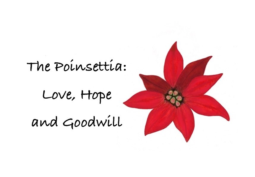 Poinsettia front